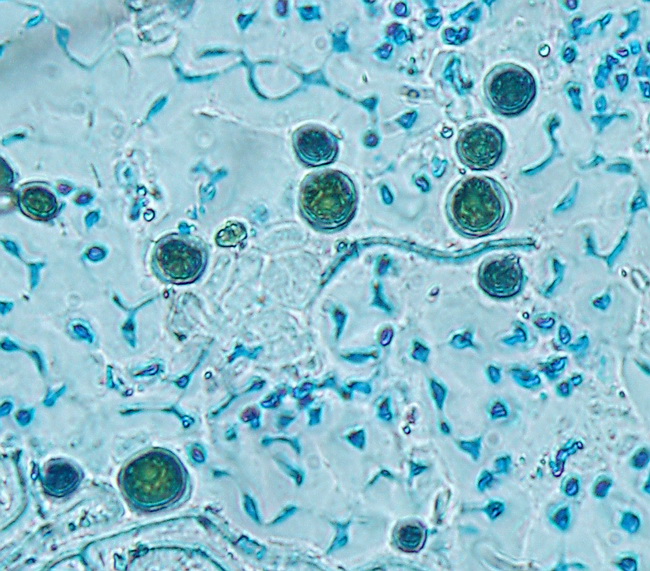 Ramalina sp.? - No,  Evernia prunastri